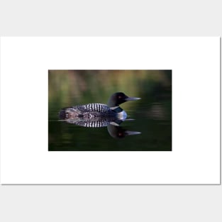 Reflective Loon - Common Loon Posters and Art